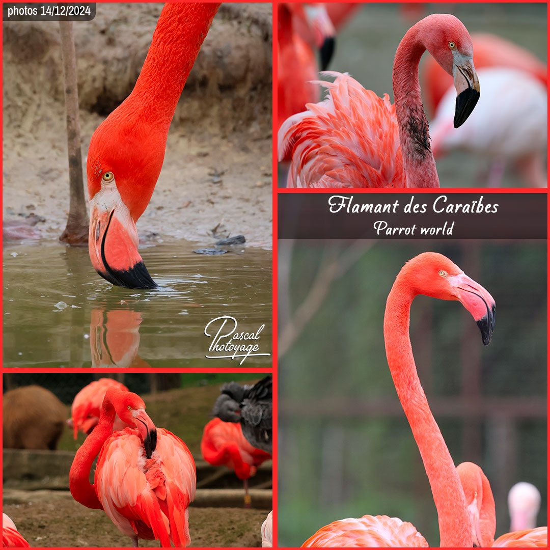 30178959_flamant_des_caraibes_01_-_parrot_world_-_layout_11_1080x1080.jpg