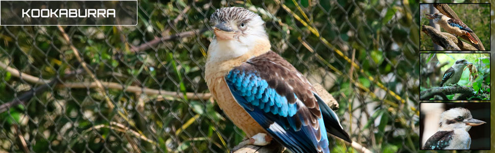 30_des_zoos_des_zanimaux_970x300px_bis.jpg
