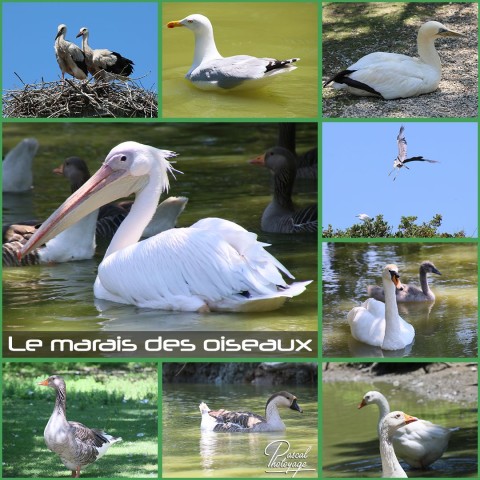 31598009_le_marais_des_oiseaux_01_-_layout_46.jpg