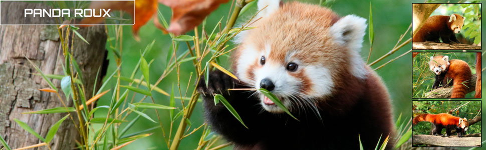 31_des_zoos_des_zanimaux_970x300px.jpg