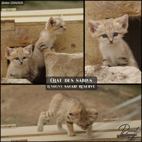 32346518_chat_des_sables_01_-_lumigny_safari_reserve_-_layout_01.jpg