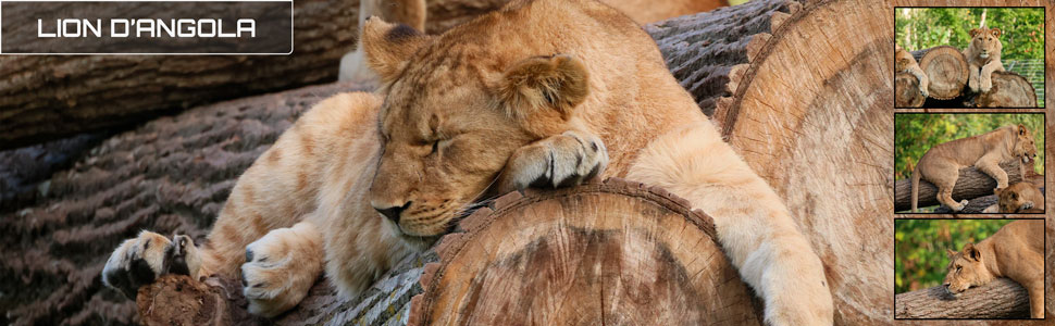 32_base_des_zoos_des_zanimaux_970x300px.jpg