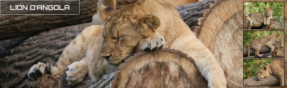 32_le_safari_des_zanimaux_970x300px.jpg