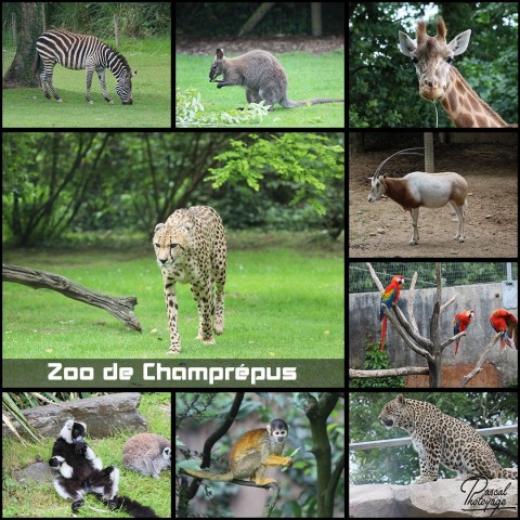 33888801_zoo_de_champrepus_01_-_layout_46.jpg
