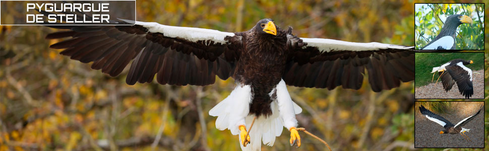 33_base_des_zoos_des_zanimaux_970x300px.jpg