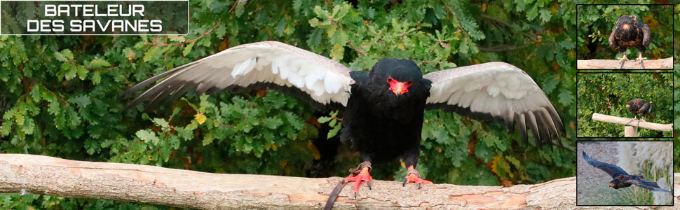 34_base_des_zoos_des_zanimaux_970x300px.jpg