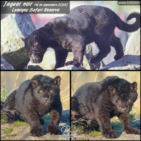 35020340_jaguar_noir_01_-_lumigny_safary_reserve_-_layout_58.jpg