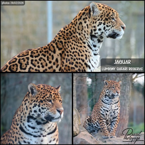 35242640_jaguar_01_-_lumigny_safari_reserve_-_layout_58-1.jpg