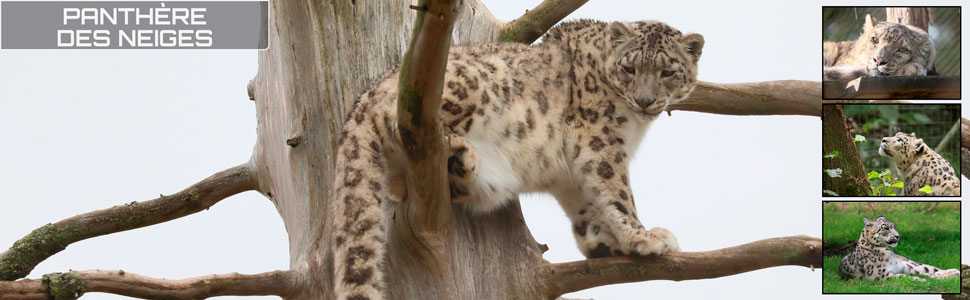 35_des_zoos_des_zanimaux_970x300px.jpg