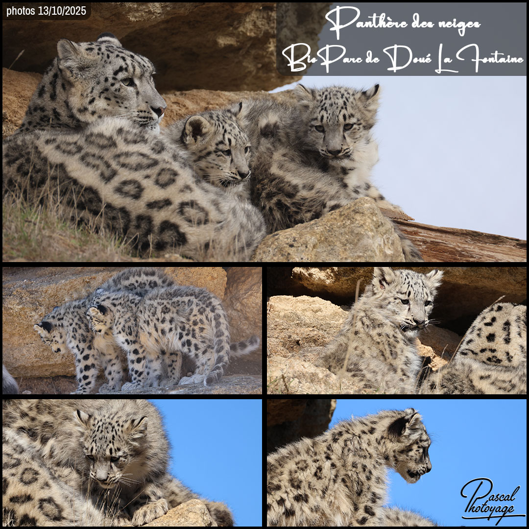 36932139_panthere_des_neiges_01_-_bioparc_de_doue_la_fontaine_-_layout_56_1080x1080.jpg