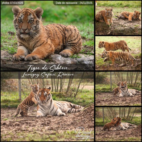 38723190_tigre_de_siberie_02_-_lumigny_safari_reserve_-_layout_64.jpg