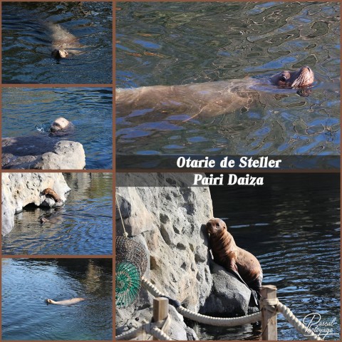 38868918_pairi_daiza_-_otarie_de_steller_01_-_layout_65.jpg