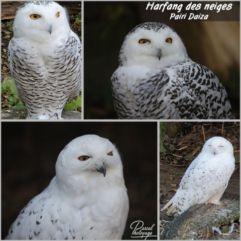 39698166_pairi_daiza_-_harfang_des_neiges_01_-_layout_09.jpg