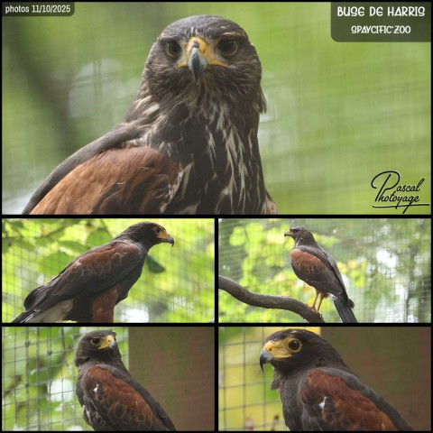 39845856_buse_de_harris_01_-_spaycific_zoo_-_layout_56.jpg