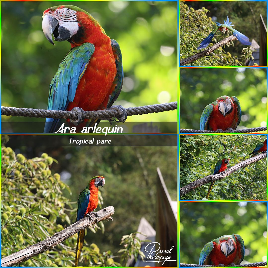 41188923_tropical_parc_-_ara_arlequin_01_-_layout_64_1080x1080.jpg