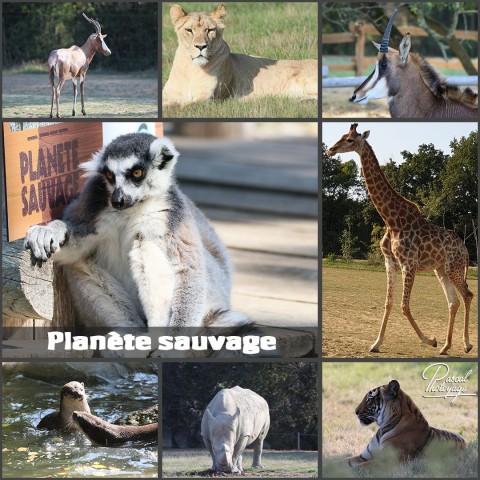 42247577_planete_sauvage_01_-_layout_36.jpg