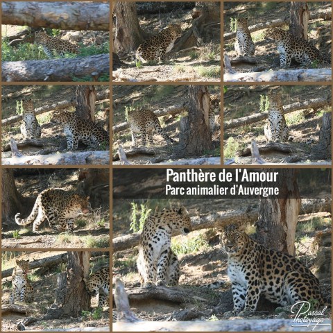 45403906_parc_animalier_d_auvergne_-_panthere_de_l_amour_01_-_layout_45.jpg