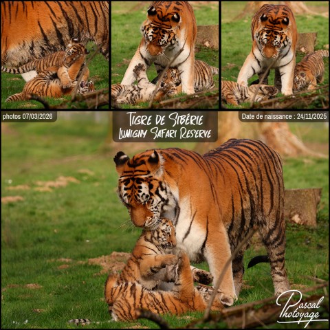 45485288_tigre_de_siberie_01_-_lumigny_safari_reserve_-_layout_78.jpg
