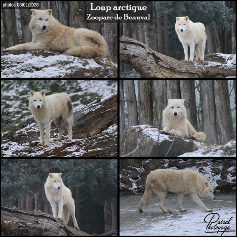 45545115_loup_arctique_01_-_beauval_-_layout_71.jpg