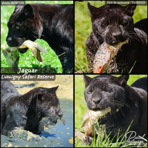 45841072_jaguar_noir_01_-_lumigny_safari_reserve_-_layout_74.jpg