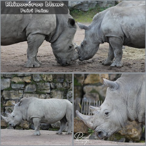 46004415_pairi_daiza_-_rhinoceros_blanc_01_-_layout_58.jpg