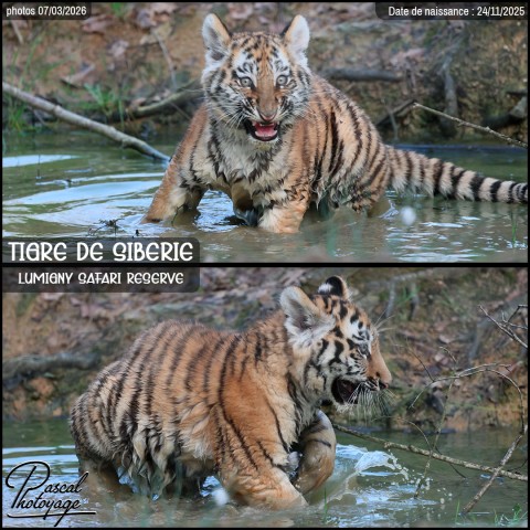 46286605_tigre_de_siberie_02_-_lumigny_safari_reserve_-_layout_52.jpg