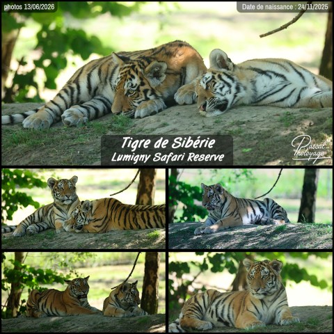 47566048_tigre_de_siberie_02_-_lumigny_safari_reserve_-_layout_56.jpg