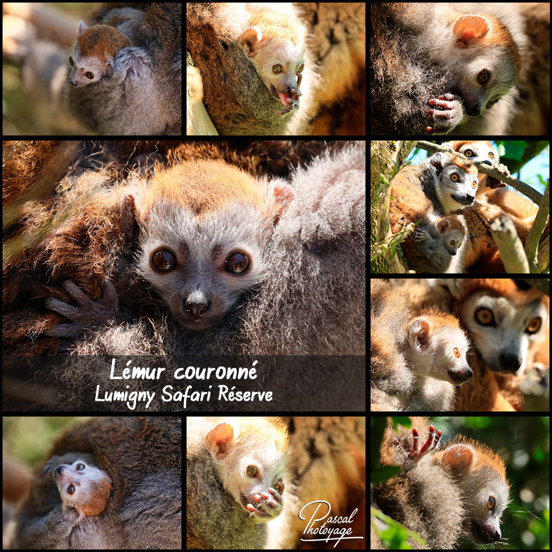 49747075_lemur_couronne_01_-_lumigny_safari_reserve_-_layout_46_1080x1080.jpg