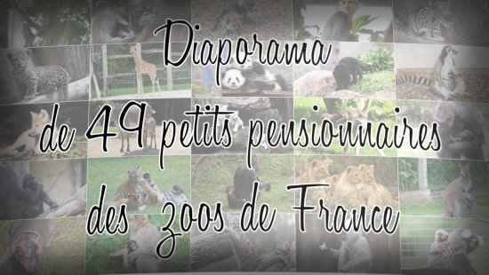 Diaporama de 49 petits pensionnaires des zoos de France