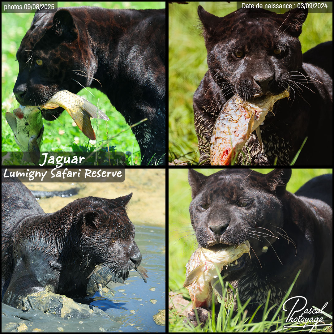 50366628_jaguar_noir_01_-_lumigny_safari_reserve_-_layout_74_1080x1080.jpg