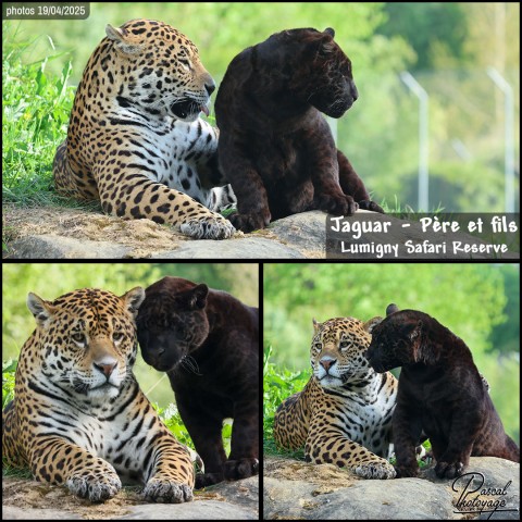 54297487_jaguar_01_-_lumigny_safari_reserve_-_layout_58.jpg