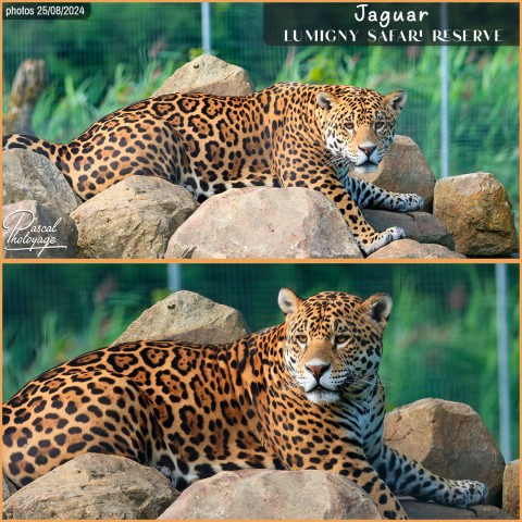 54432596_jaguar_02_-_lumigny_safari_reserve_-_layout_52.jpg