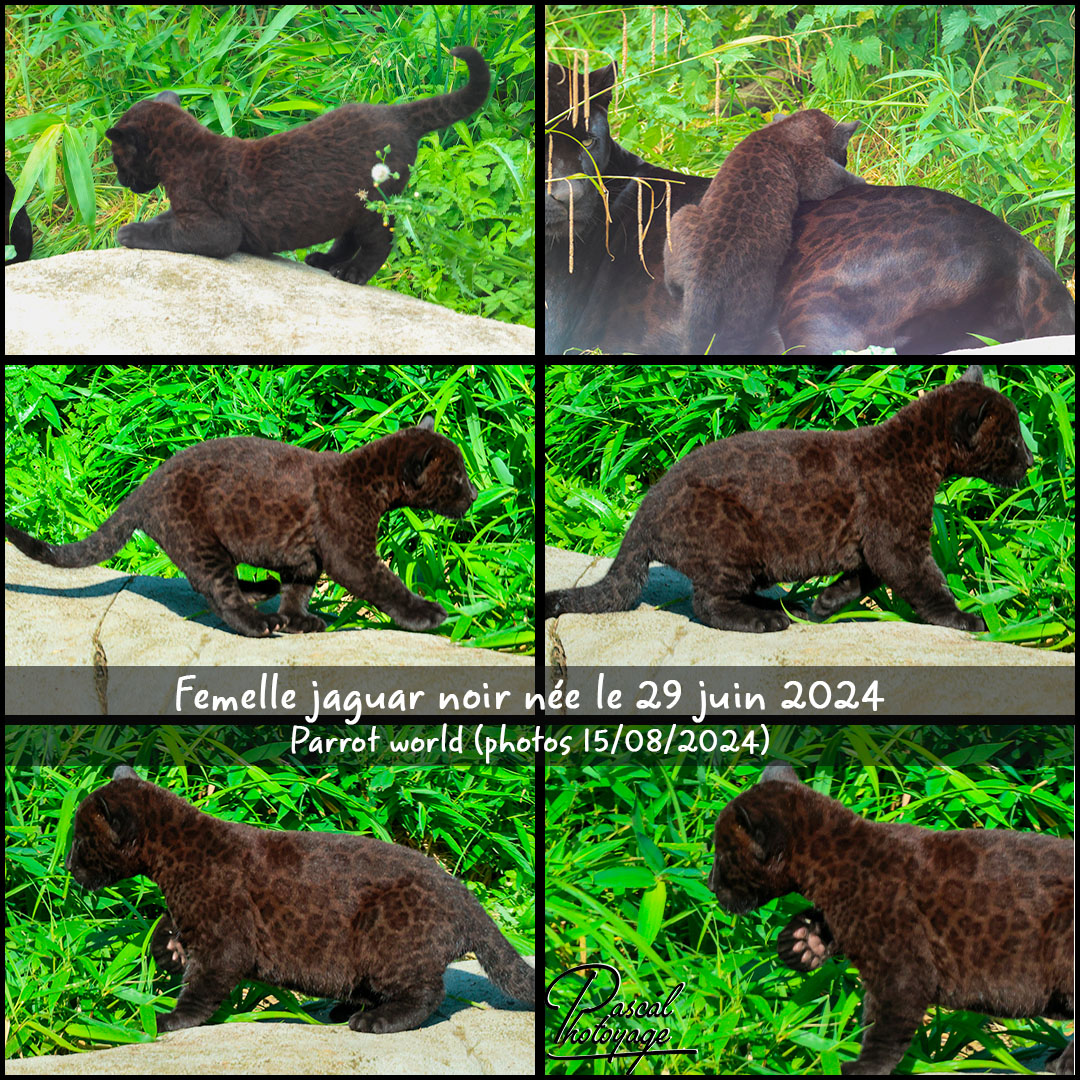 55657978_jaguar_noir_01_-_parrot_world_-_layout_71_1080x1080.jpg