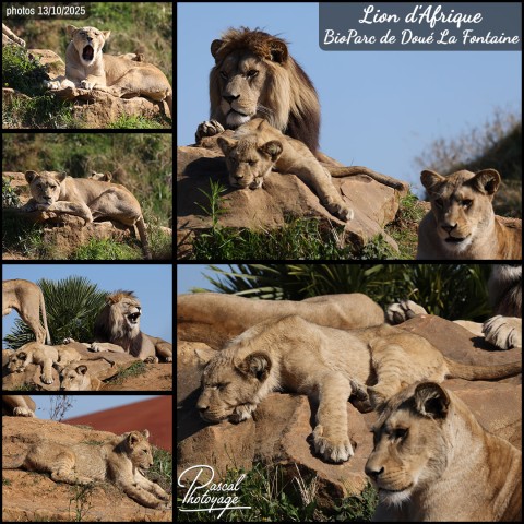 56502803_lion_d_afrique_01_-_bioparc_de_doue_la_fontaine_-_layout_65.jpg