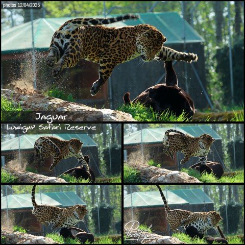 56723051_jaguar_01_-_lumigny_safari_reserve_-_layout_56.jpg