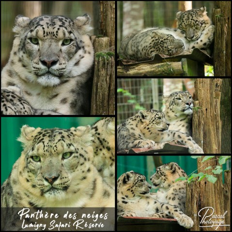 57132627_panthere_des_neiges_01_-_lumigny_safari_reserve_-_layout_18.jpg
