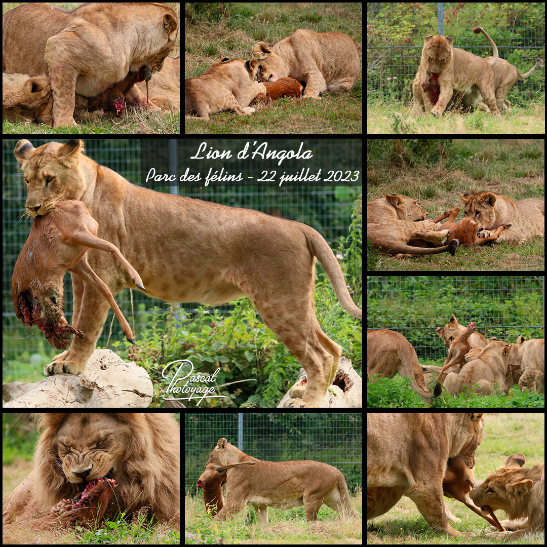 57823600_parc_des_felins_-_lion_d_angola_01_-_layout_46_1080x1080_1.jpg