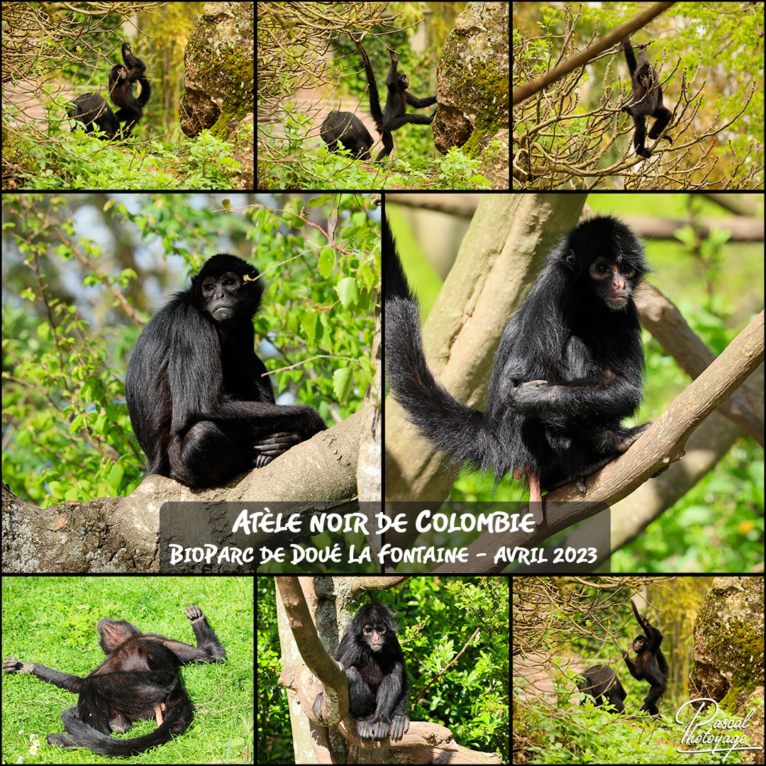60933691_doue_la_fontaine_-_atele_noir_de_colombie_01_-_layout_34_1080x1080.jpg