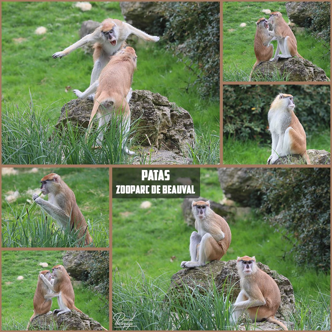 73557570_beauval_-_patas_01_-_layout_27_1080x1080.jpg