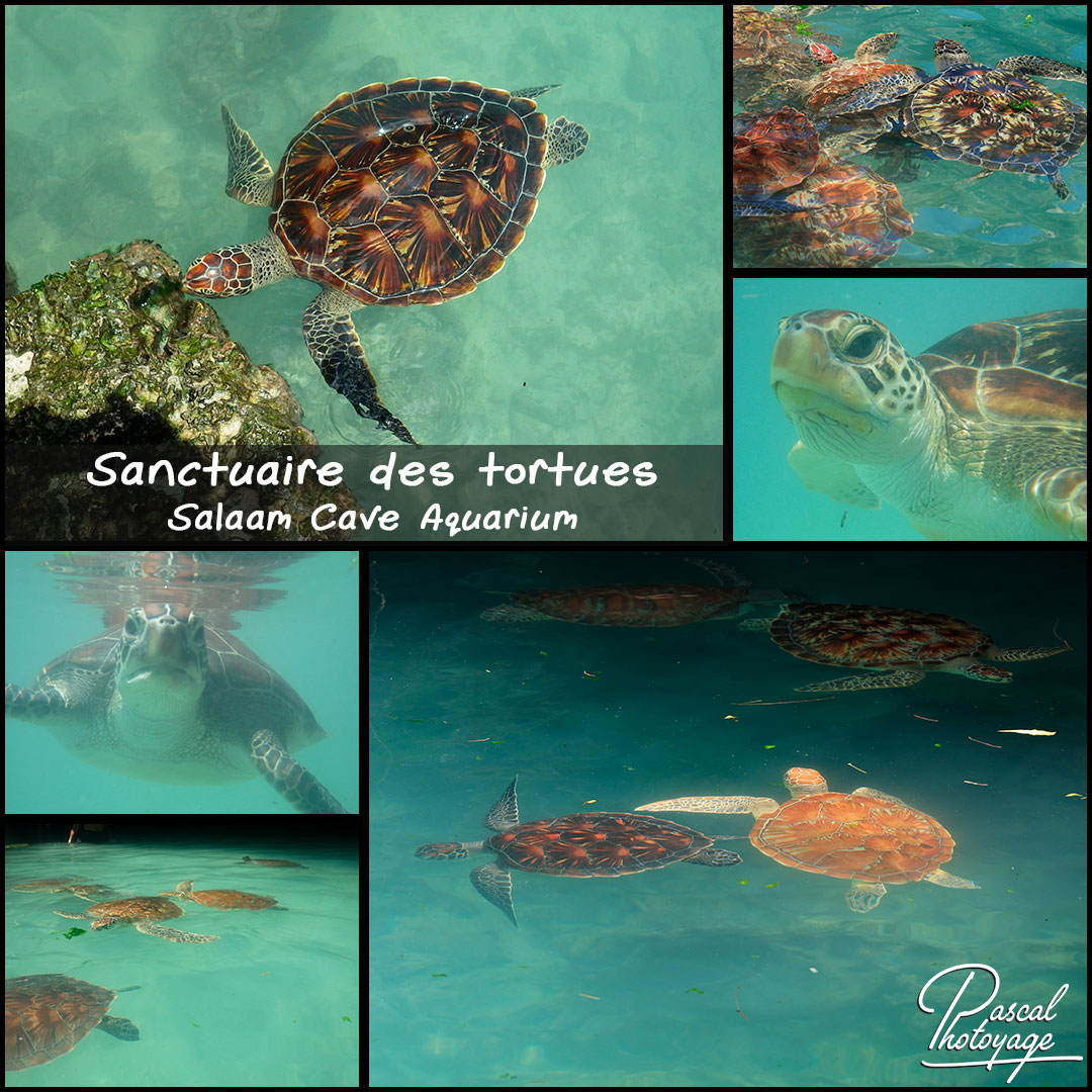 76557300_sanctuaire_des_tortues_01_-_layout_27_1080x1080.jpg