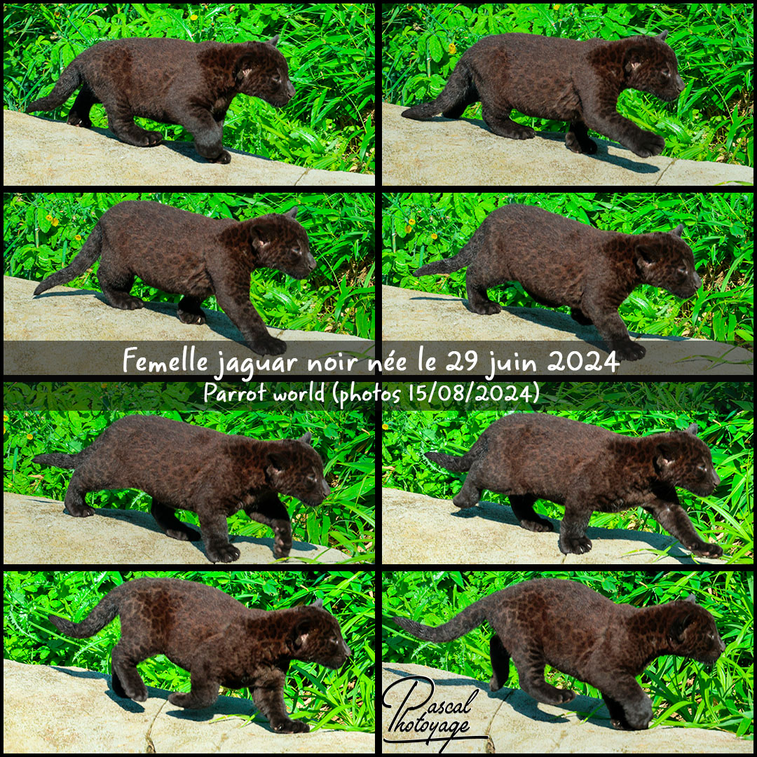 82834714_jaguar_noir_01_-_parrot_world_-_layout_53_1080x1080.jpg