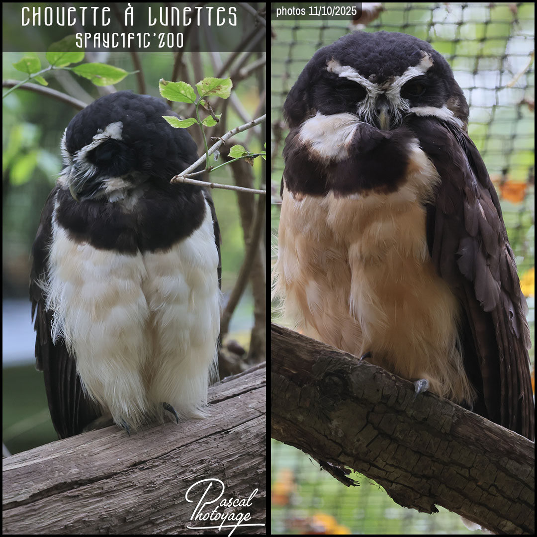 91325342_chouette_a_lunettes_01_-_spaycific_zoo_-_layout_76_1080x1080.jpg