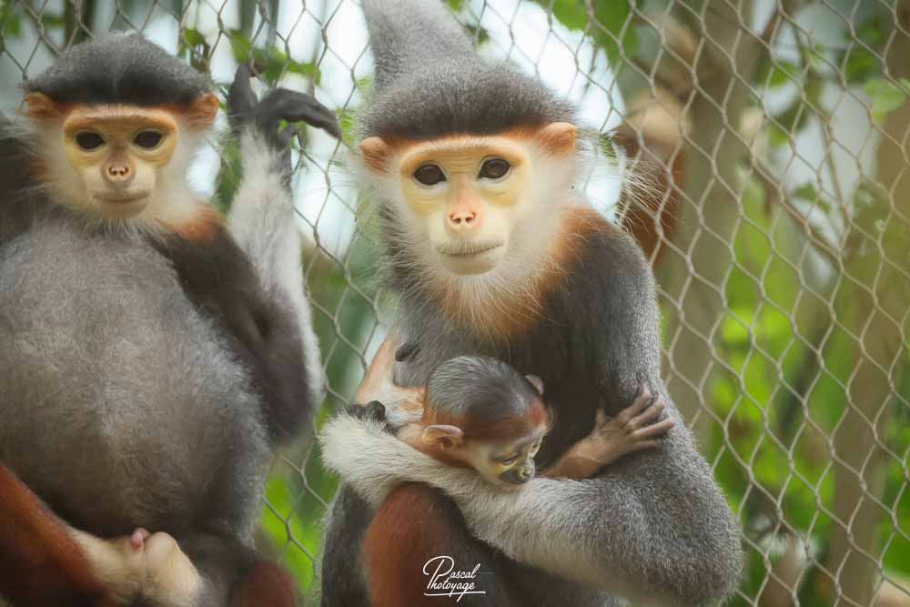 Langur de Douc