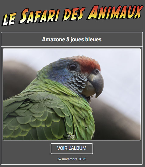 AMAZONE À JOUES BLEUES