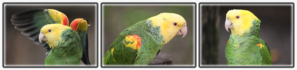 Amazone à tête jaune