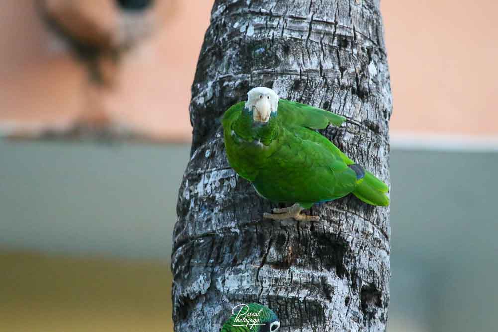 Amazone d'Hispaniola