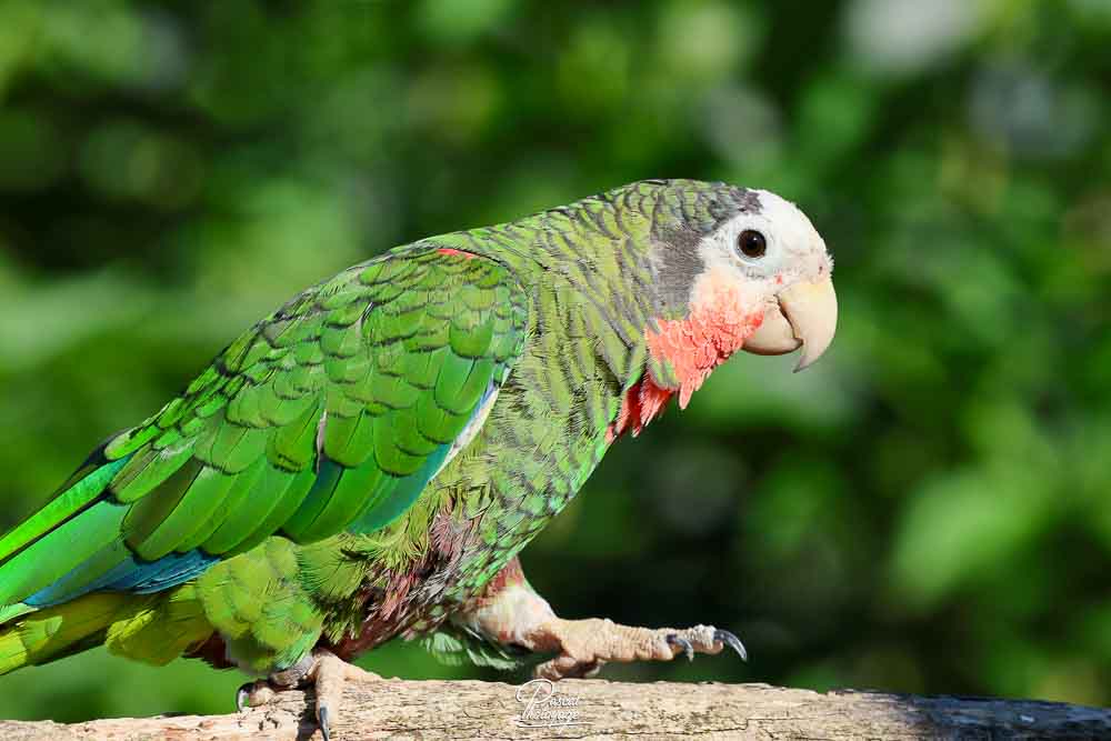 Amazone de Cuba