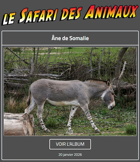 ÂNE DE SOMALIE