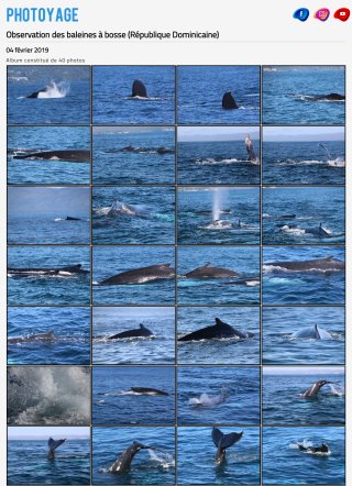 Baleines à bosse en République Dominicaine - 04 février 2019