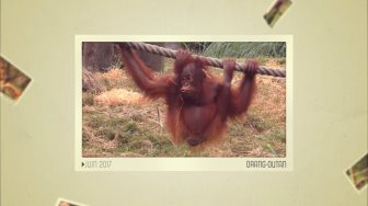 ZooParc de Beauval - quelques vidéos